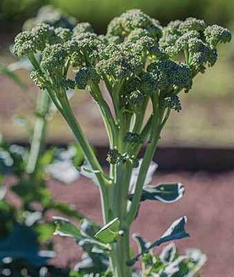 VibeX Broccoli Seed(120 per packet)