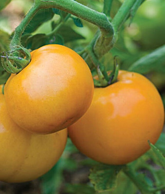 VibeX Tomato Seed(120 per packet)