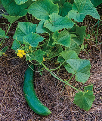 VibeX Supremo Organic Cucumber Seed(120 per packet)