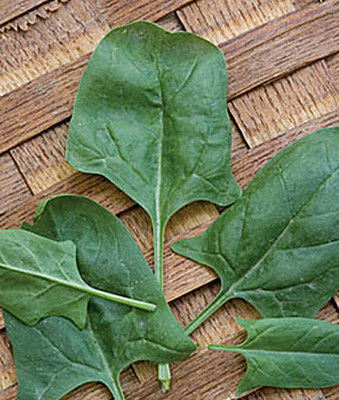 VibeX Spinach Indian Summer Hybrid Seed(120 per packet)