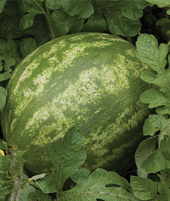 VibeX Red Ruby Hybrid Watermelon Seed(50 per packet)