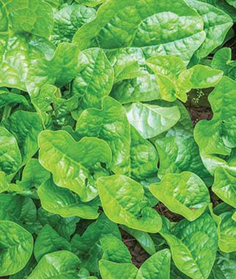 VibeX Green Stem Malabar Spinach Seed(120 per packet)