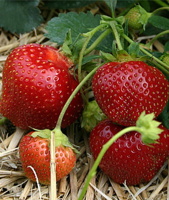 VibeX Strawberry Seed(60 per packet)