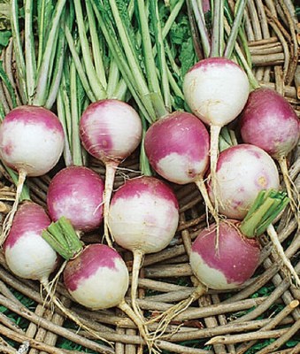 VibeX Turnip, Purple Top White Globe Seed(120 per packet)