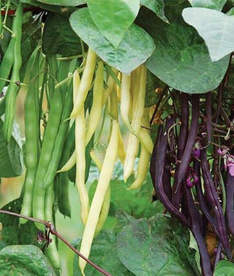 VibeX Bean, Pole, Tri-color Blend Seed(75 per packet)