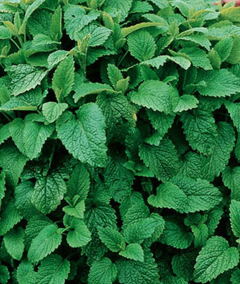VibeX Lemon Balm Seed(120 per packet)