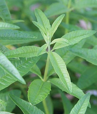 VibeX F1 Hybrid Lemon Verbena Seed(120 per packet)