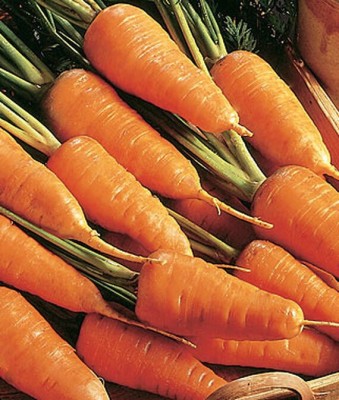 VibeX Carrot Seed(120 per packet)