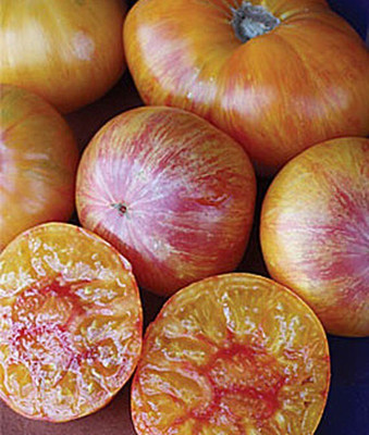 VibeX Patty's Yellow Striped Beefsteak Tomato Seed(120 per packet)