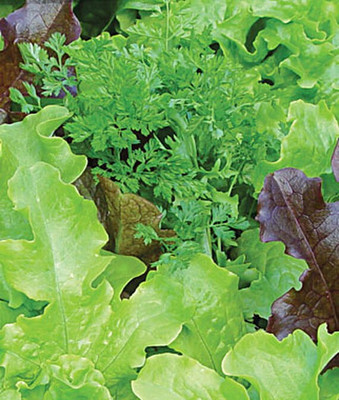 VibeX Organic Mesclun Seed(120 per packet)