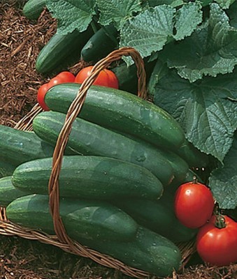 VibeX Cucumber Seed(120 per packet)