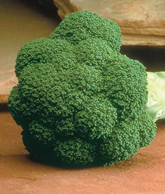 VibeX Organic Gypsy Hybrid Broccoli Seed(120 per packet)