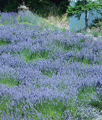 VibeX English Lavender Seed(120 per packet)