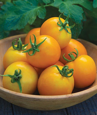 VibeX Tomato Seed(120 per packet)