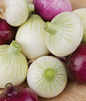 VibeX Onion, Short Day Collection Seed(120 per packet)