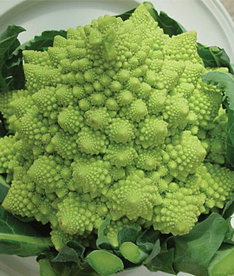 VibeX F1 Hybrid Romanesco Broccoli Seed(120 per packet)