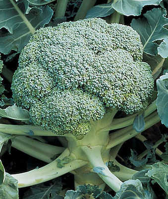 VibeX F1 Hybrid Broccoli Seed(120 per packet)