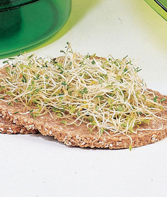 VibeX Broccoli Seed(1000 per packet)