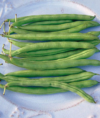 VibeX Bean Seed(75 per packet)