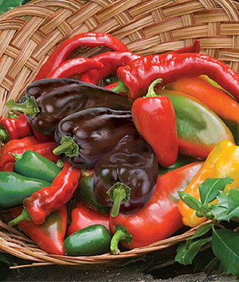 VibeX Organic Hot, Salsa Blend Pepper Seed(120 per packet)