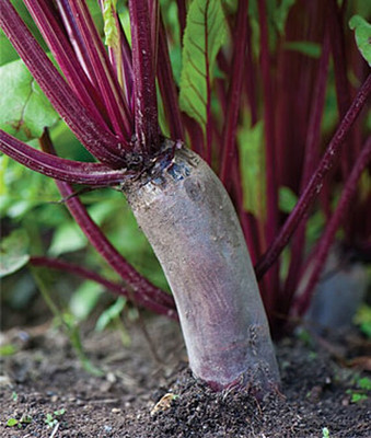 VibeX Hybrid Red Beetroot Seed(120 per packet)
