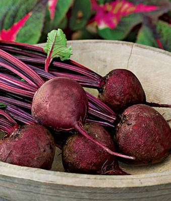 VibeX Beet Seed(120 per packet)
