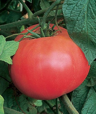 VibeX Tomato Seed(120 per packet)
