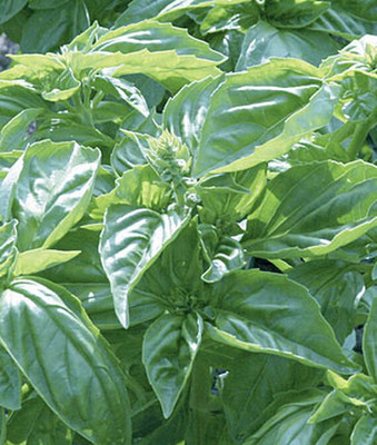 VibeX Basil Seed(120 per packet)
