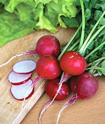 VibeX Radish, Solaris Hybrid Seed(120 per packet)