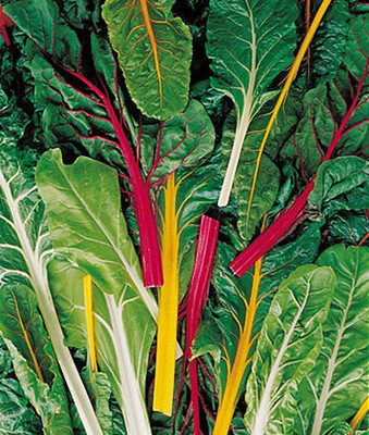 VibeX Neon Lights Blend Swiss Chard Seed(120 per packet)