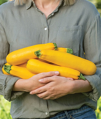 VibeX Yellow Organic Squash Seed(50 per packet)