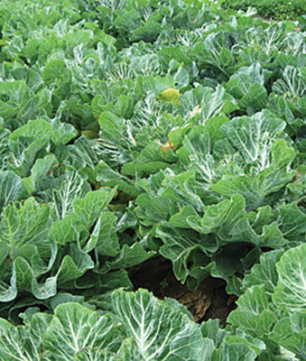 VibeX Tronchuda Beira Hybrid Kale Seed(120 per packet)