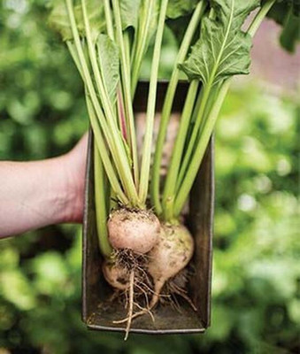 VibeX Beetroot, Avalanche Seed(120 per packet)