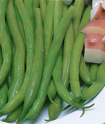 VibeX Bean Seed(75 per packet)
