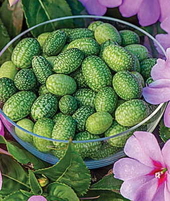 VibeX Cucumber Seed(120 per packet)