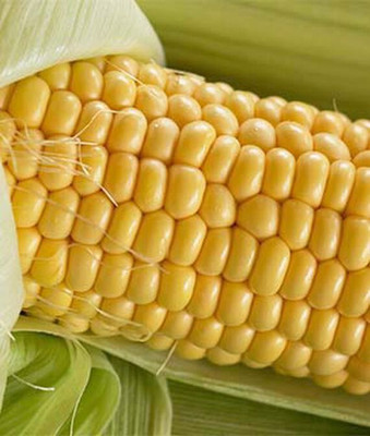 VibeX Organic Corn, Jaws Hybrid Seed(120 per packet)