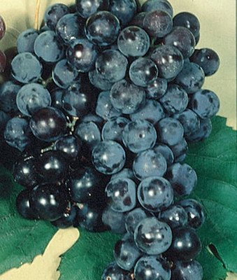 VibeX Mars Seedless Grape Seed(30 per packet)