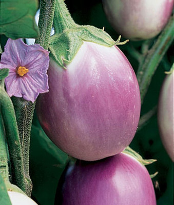 VibeX Brinjal Seed(120 per packet)