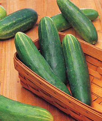 VibeX Cucumber, Double Yield Organic Seed(120 per packet)