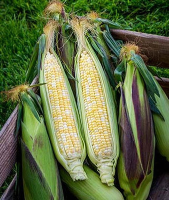 VibeX Corn Seed(120 per packet)