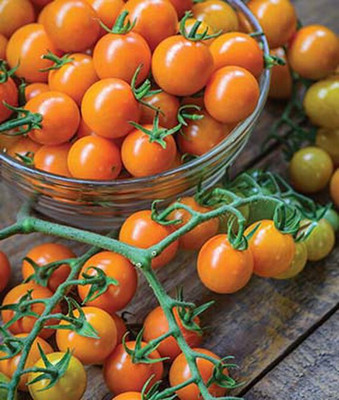 VibeX Tomato Seed(120 per packet)
