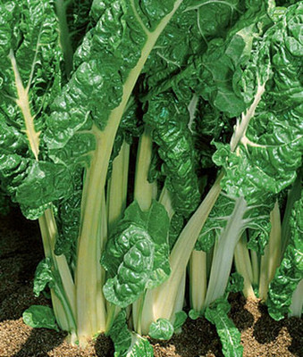 VibeX Fordhook Giant Swiss Chard Seed(120 per packet)
