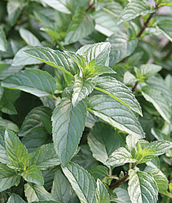VibeX Mint, Peppermint Chocolate Seed(120 per packet)