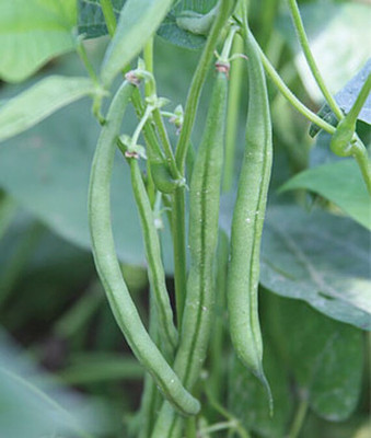 VibeX Bush Bean French Filet Stringless Seed(75 per packet)