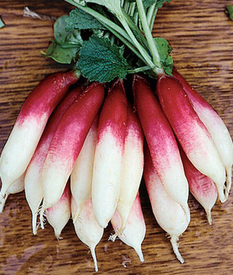 VibeX Radish, Fire 'N Ice Seed(120 per packet)