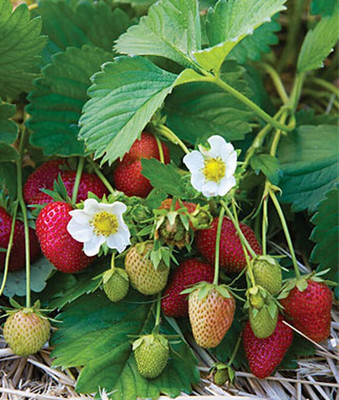 VibeX Elan F1 Strawberry Seed(60 per packet)