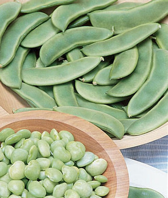 VibeX Bean, Bush, Lima Fordhook 242 Seed(75 per packet)