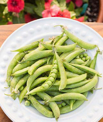 VibeX Pea, Spring Blush Seed(120 per packet)