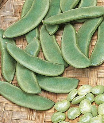 VibeX Bean, Lima Bush Seed(75 per packet)