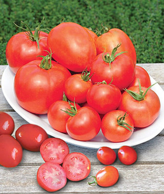 VibeX Tomato Seed(120 per packet)
